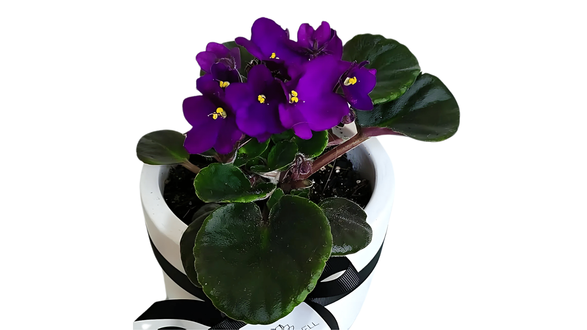 African_Violet