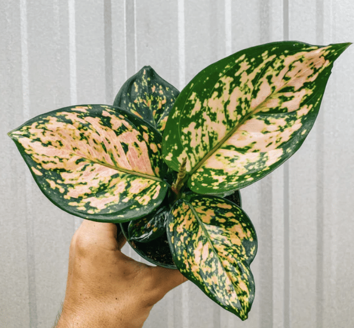 Aglaonema