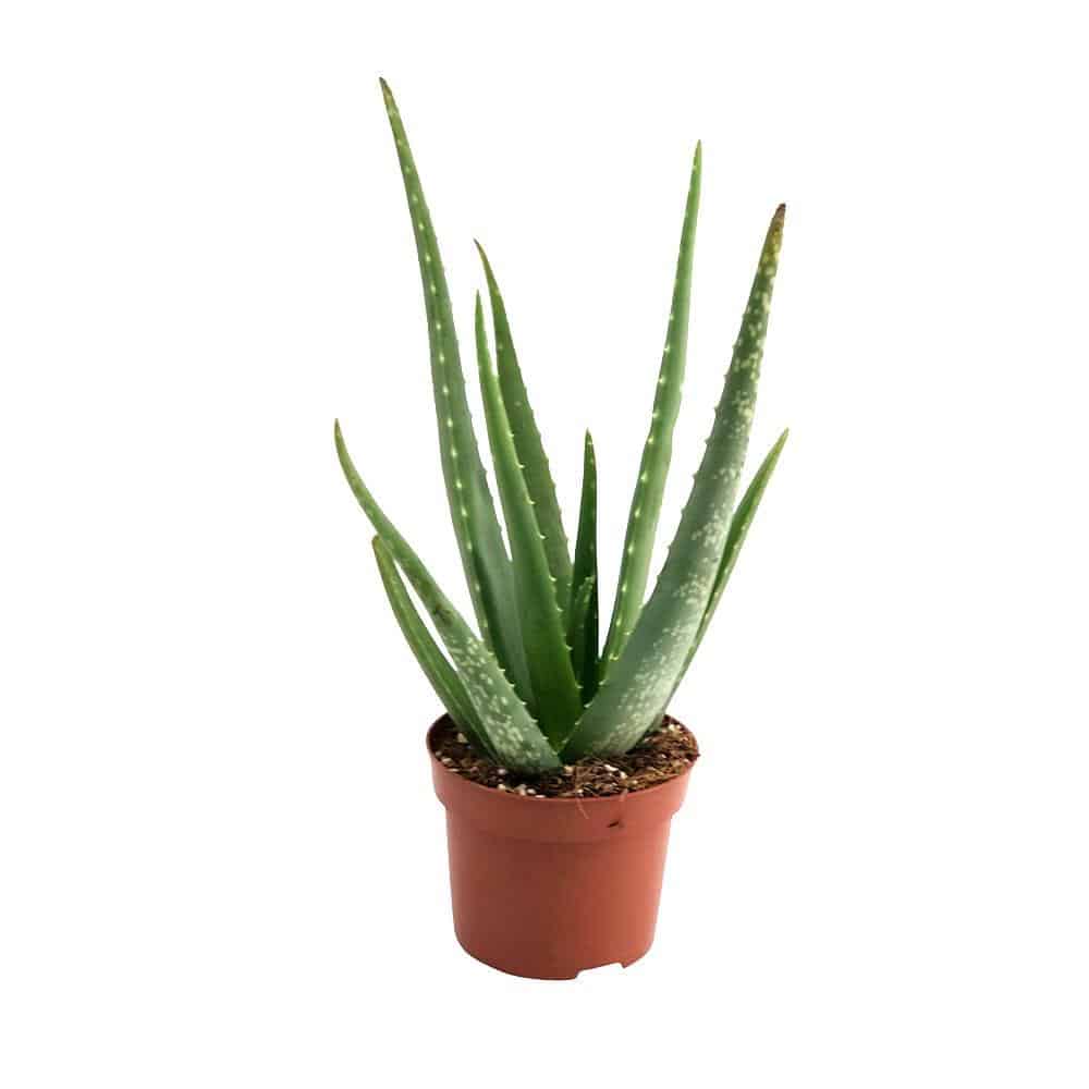 Aloe_Vera