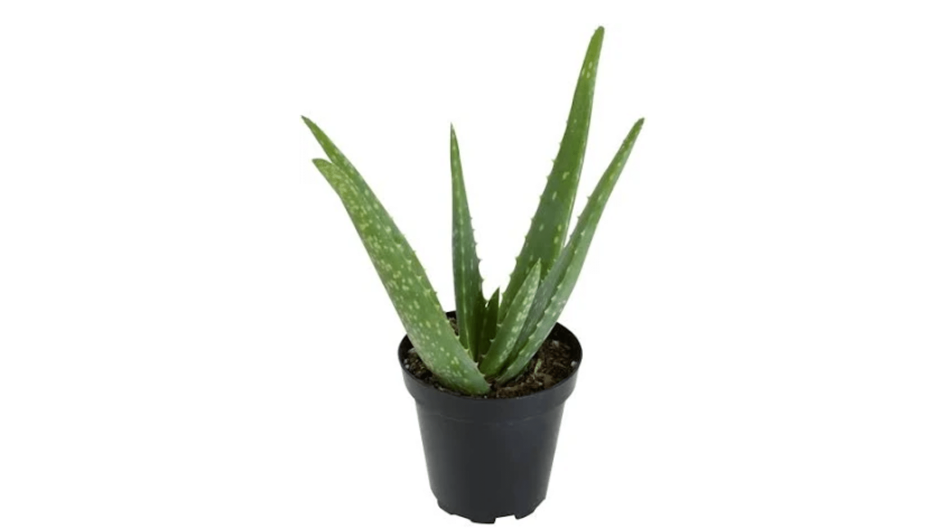 Aloe_Vera