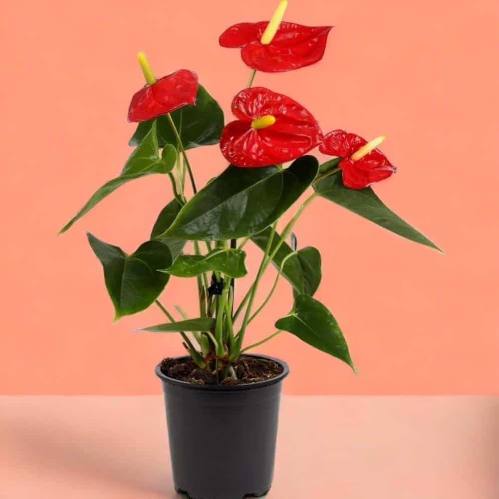 Anthurium