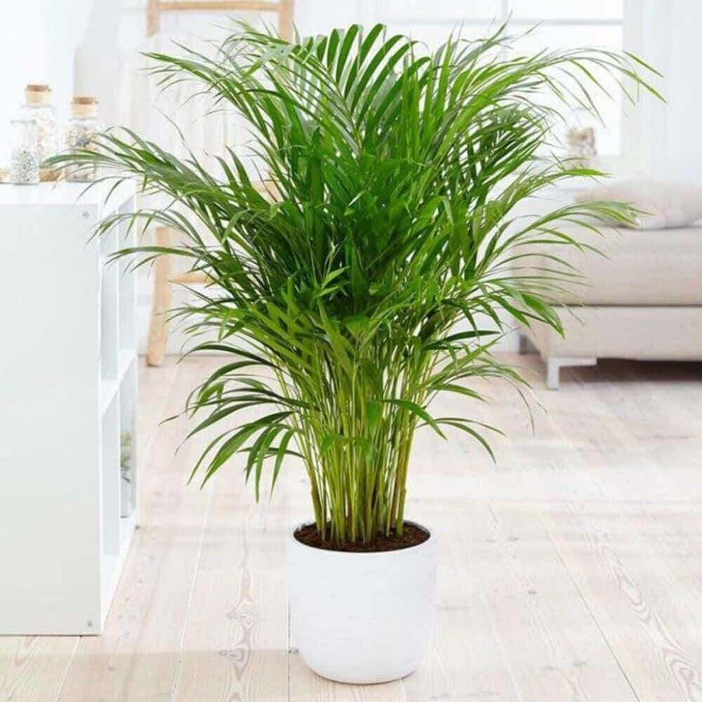 Areca_Palm