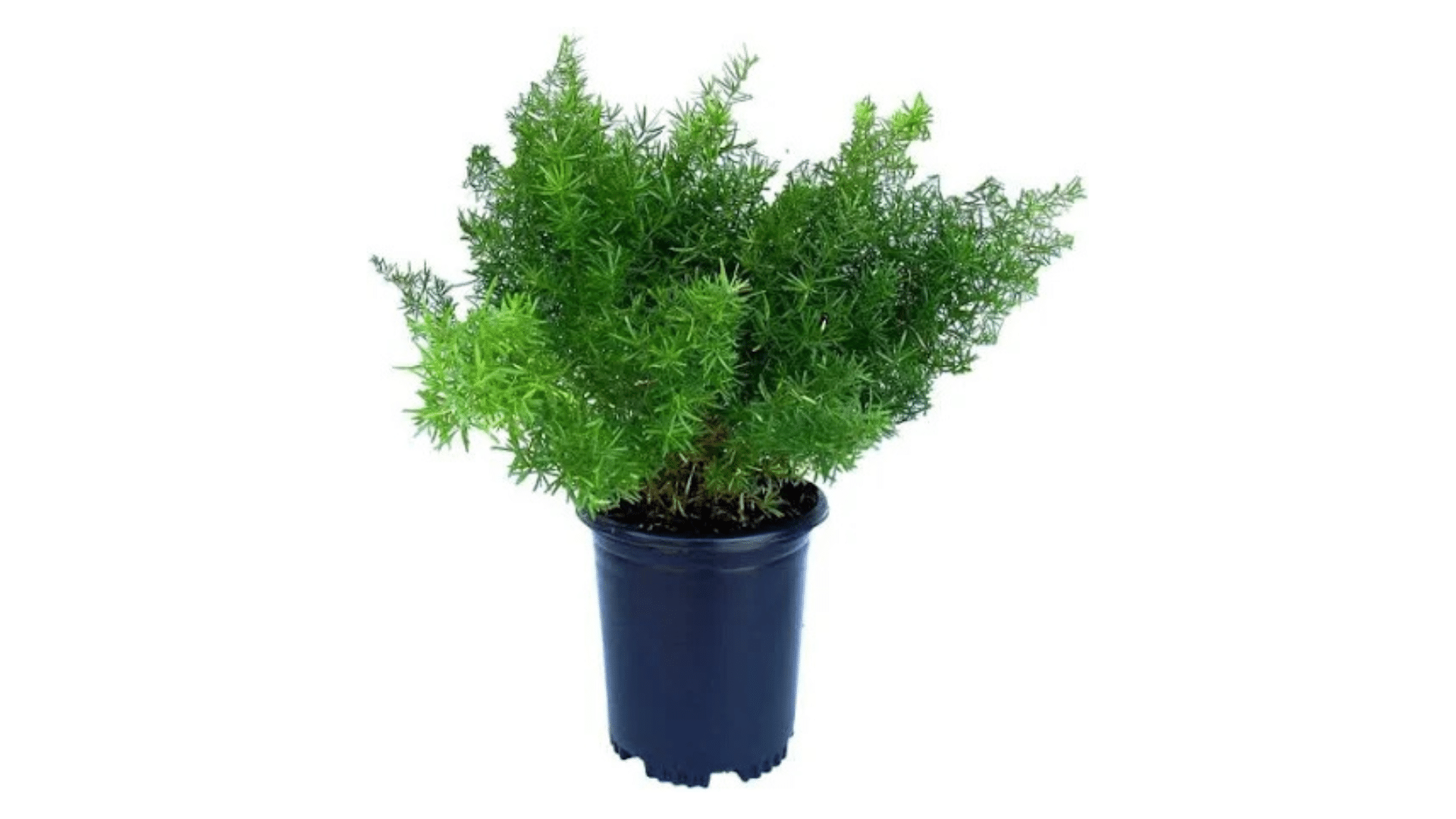 Asparagus_Fern