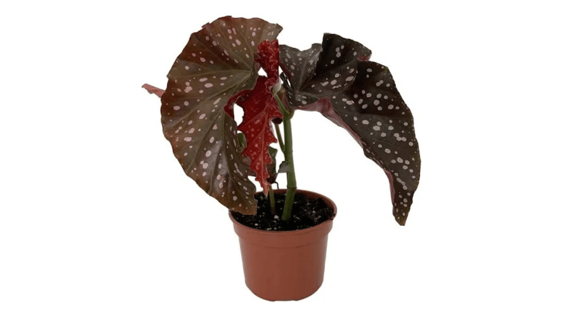 Begonia