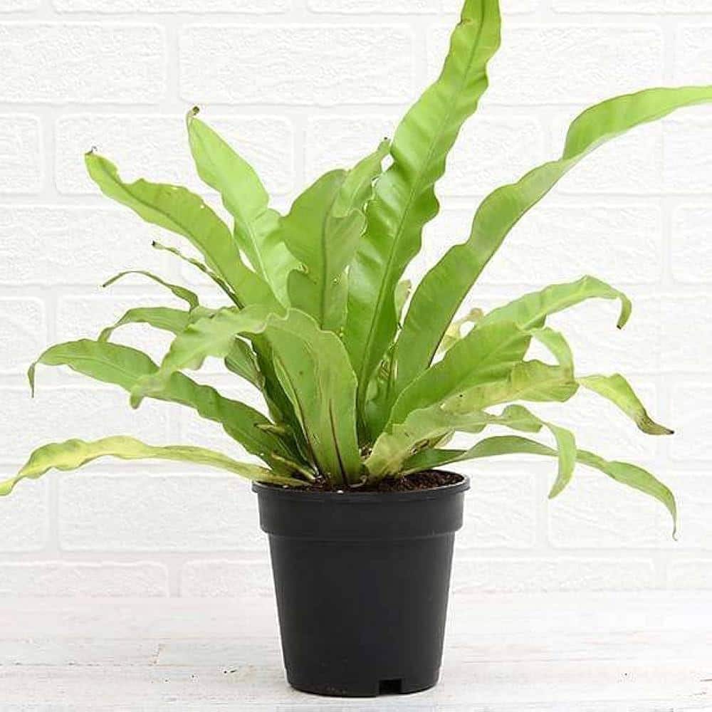 Birds_Nest_Fern