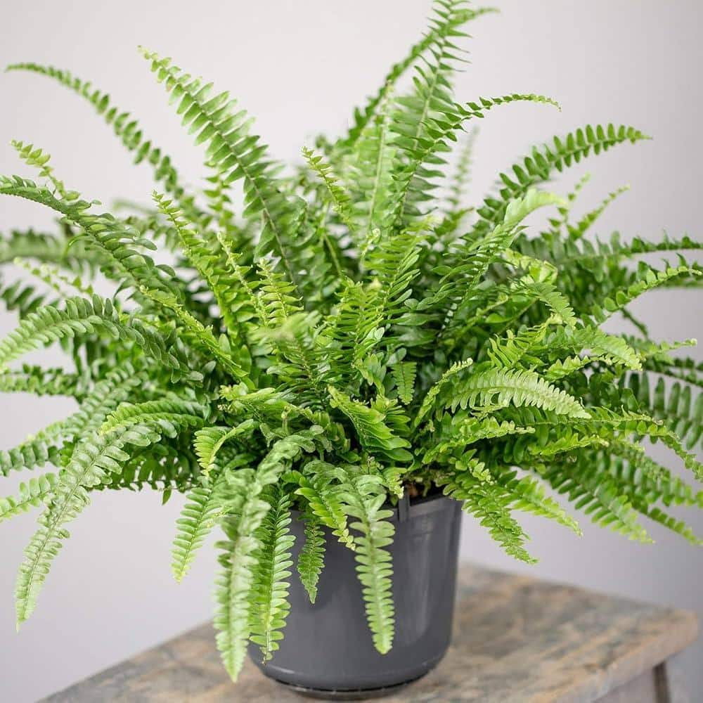 Boston_Fern