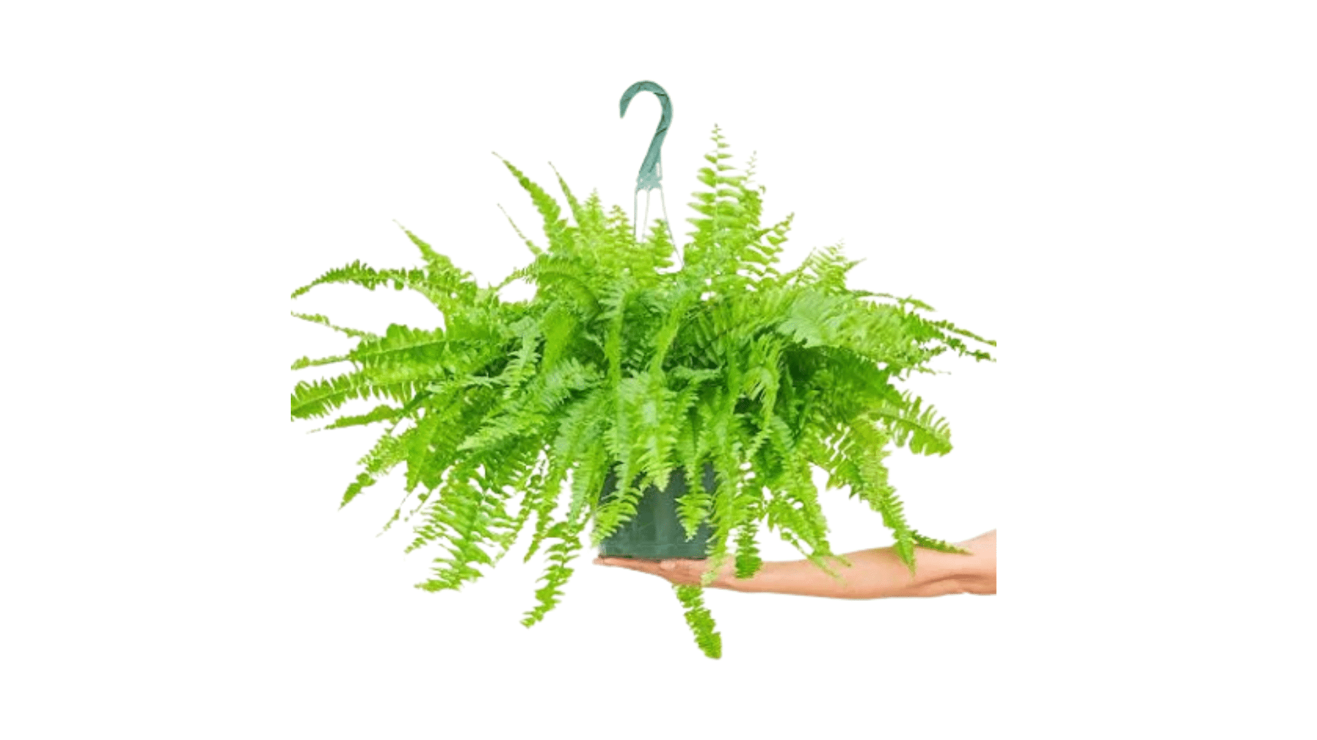 Boston_Fern