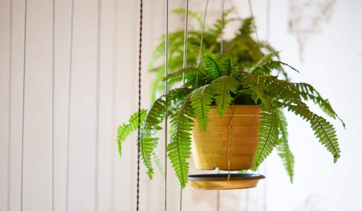 Boston_Fern_Nephrolepis_exaltata