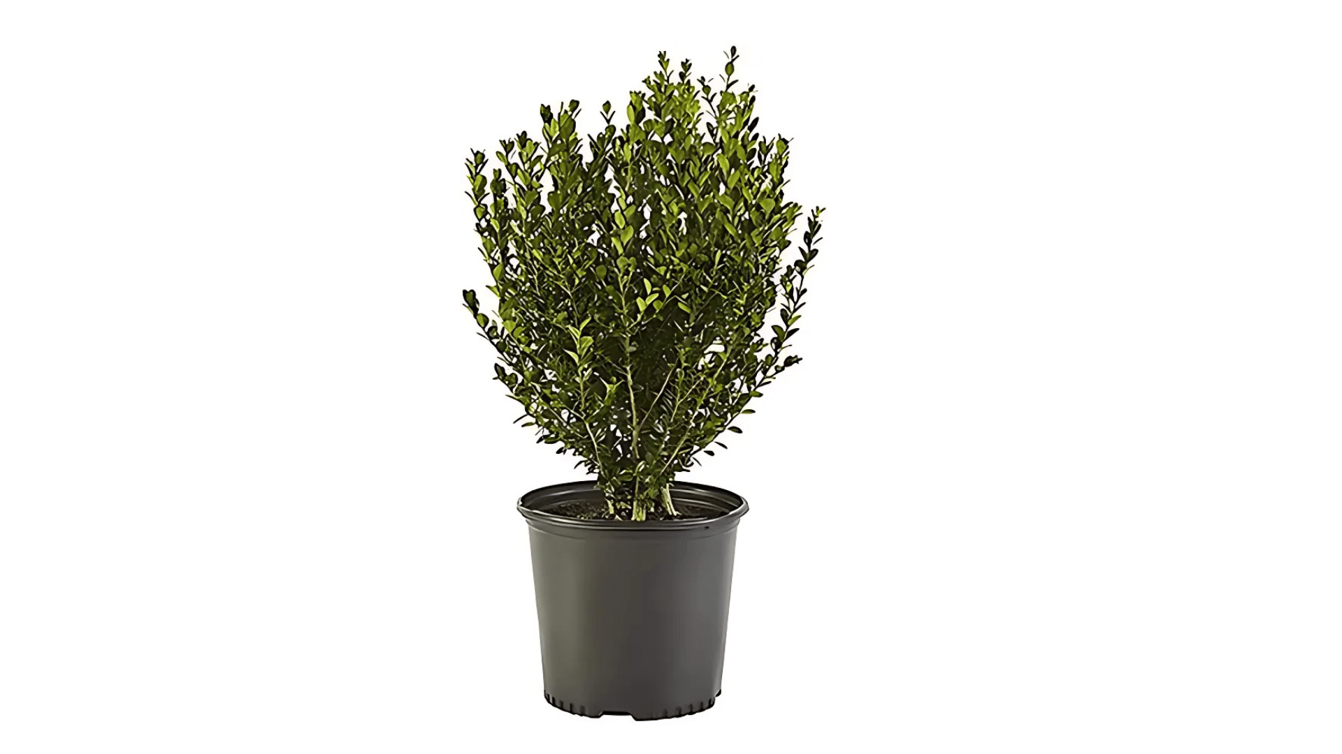 Boxwood