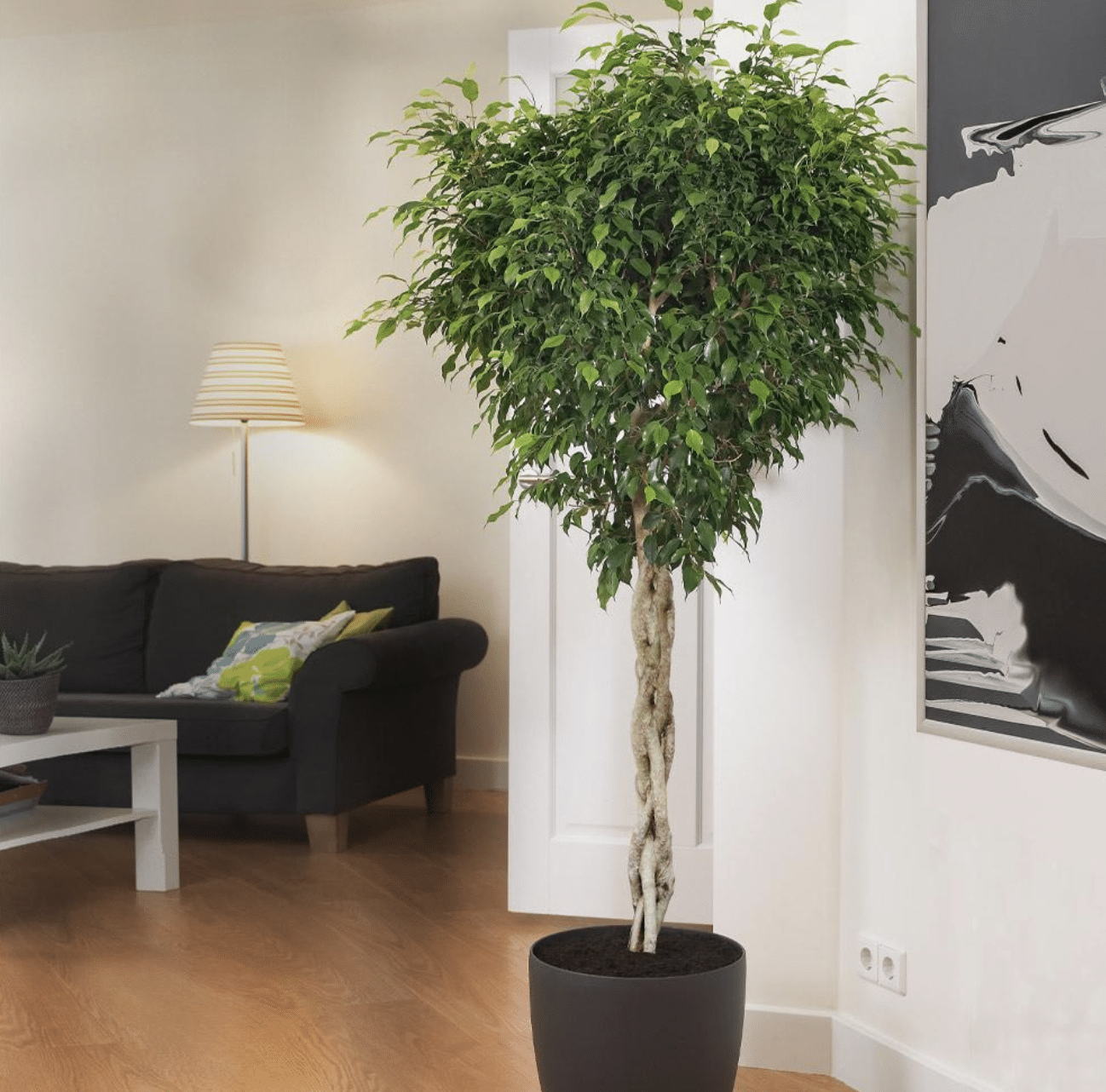 Braided_Benjamina_Ficus_Tree