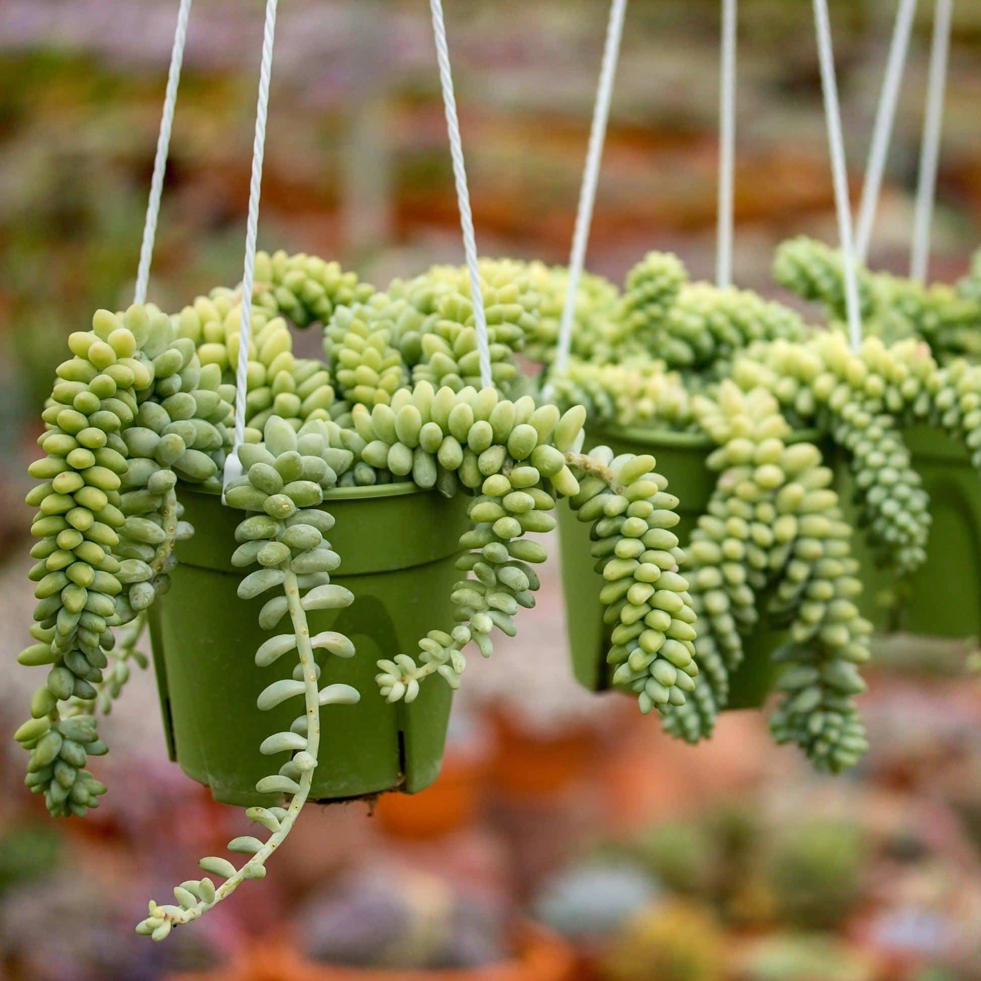 Burros_Tail_Sedum_morganianum