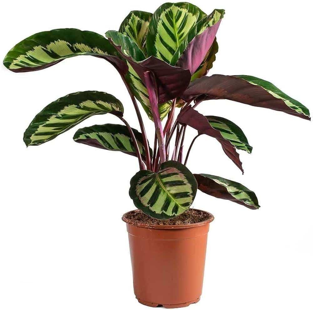 Calathea