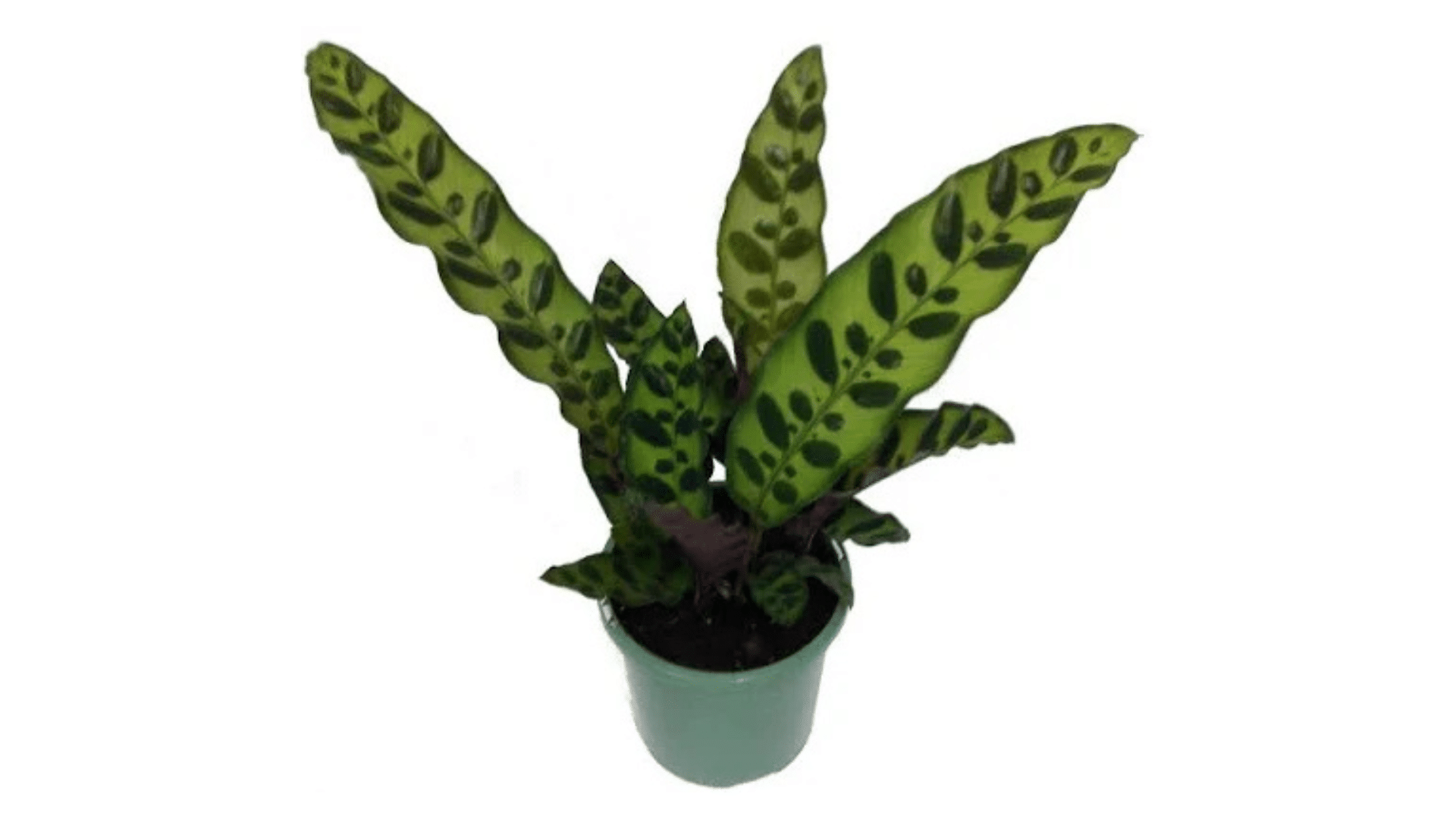 Calathea