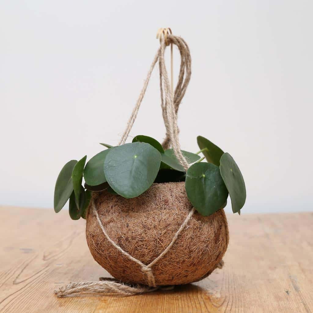 Chinese_Money_Plant_Pilea_peperomioides