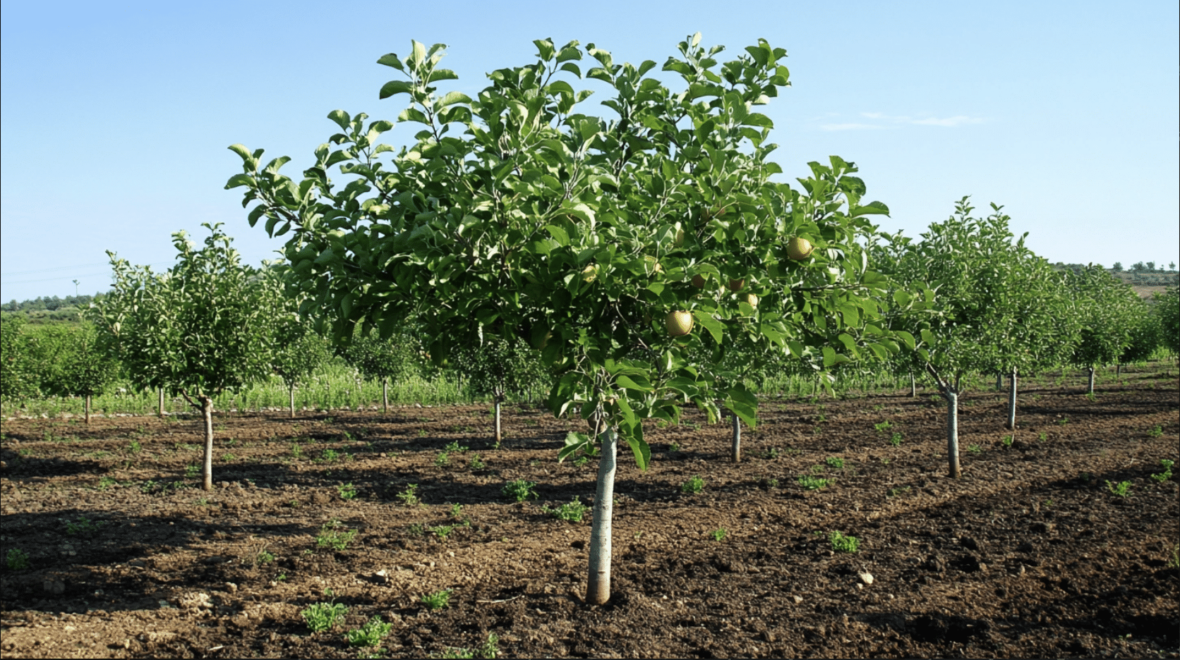 Choosing_the_Perfect_Spot_for_Your_Apple_Tree