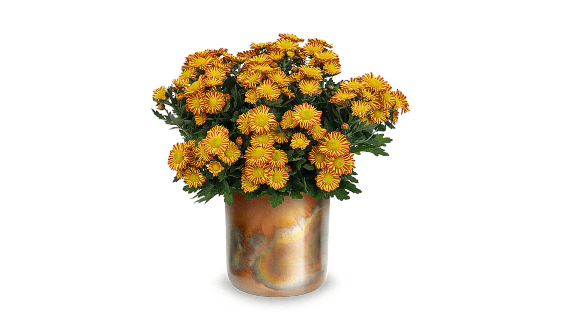 Chrysanthemum