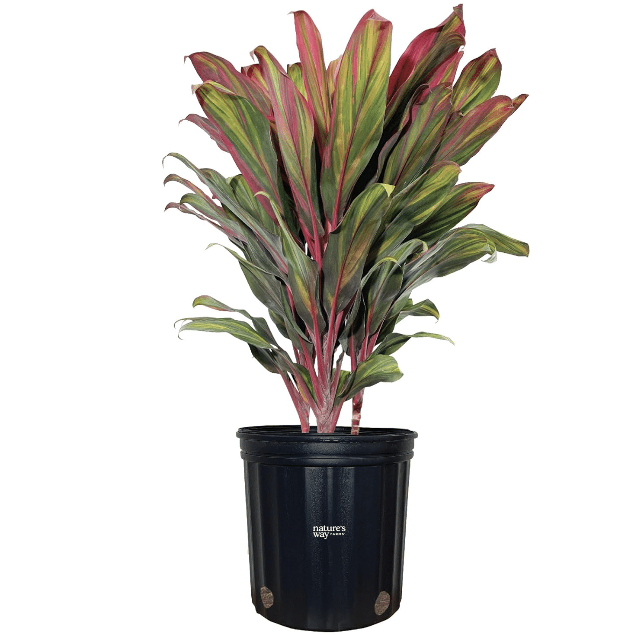 Cordyline_Harlequin