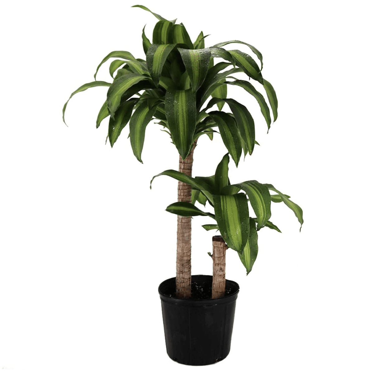 Dracaena_Massangeana_Plant