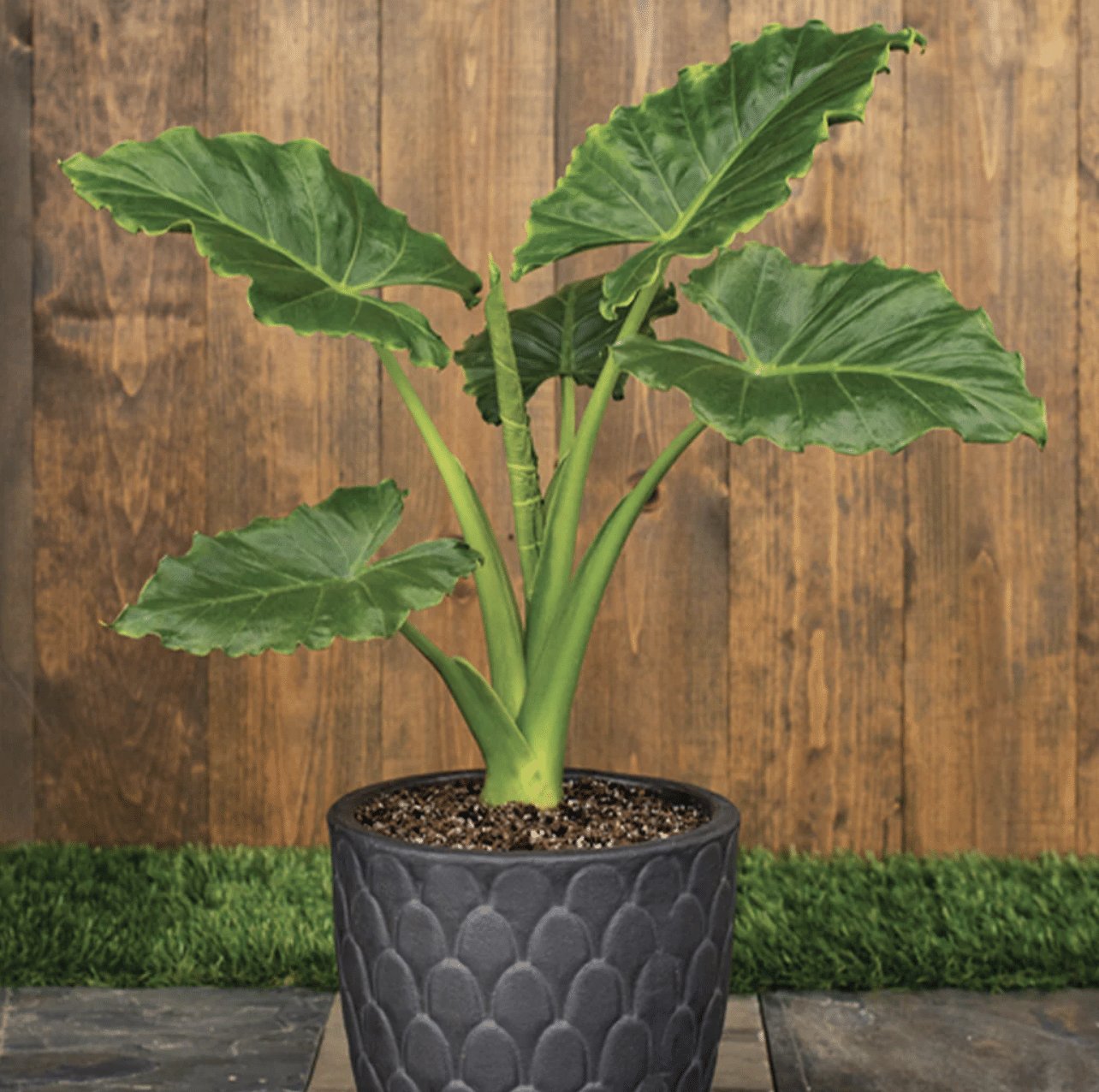 Emerald_Isle_Alocasia