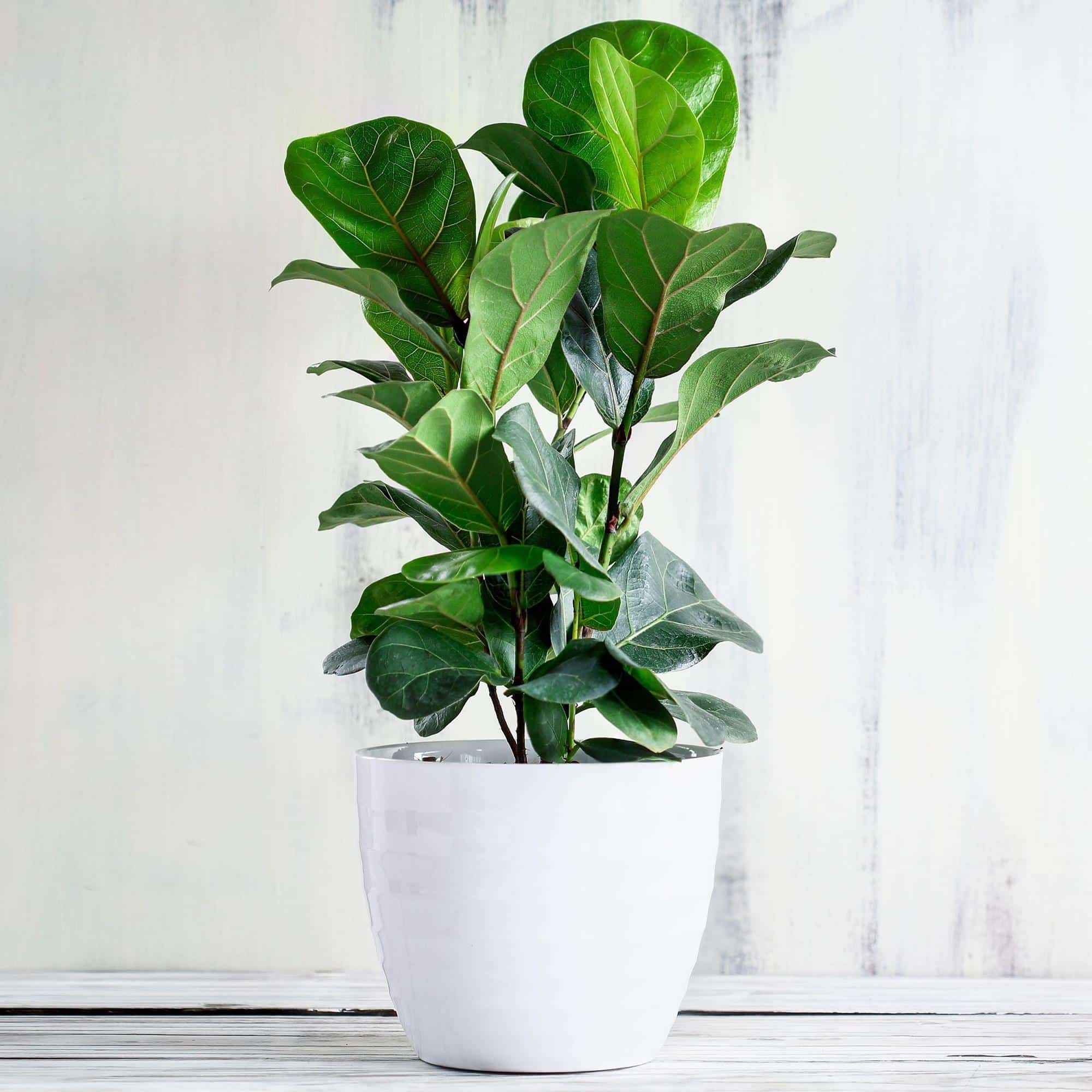 Fiddle_Leaf_Fig_Ficus_lyrata