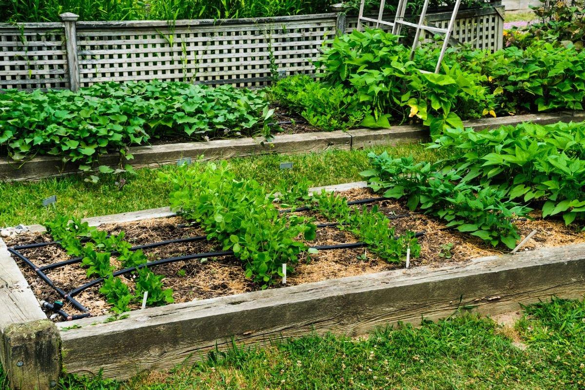 Fruit_and_Vegetable_Planters