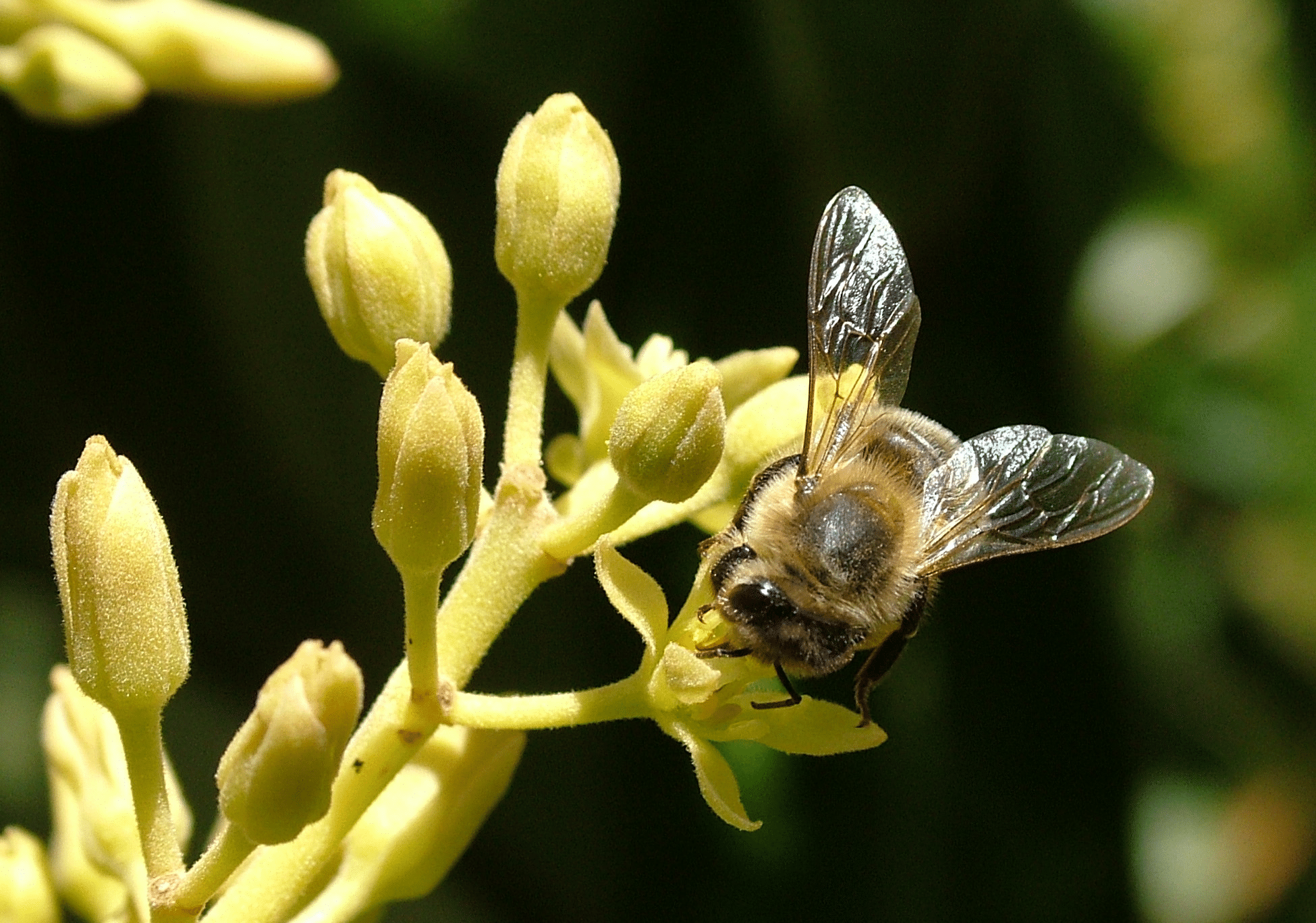 How_Pollination_Works_in_Avocado_Trees