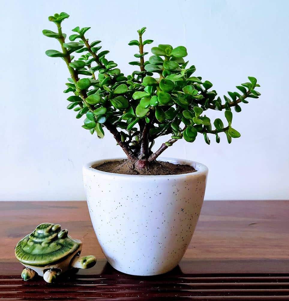 Jade_Plant