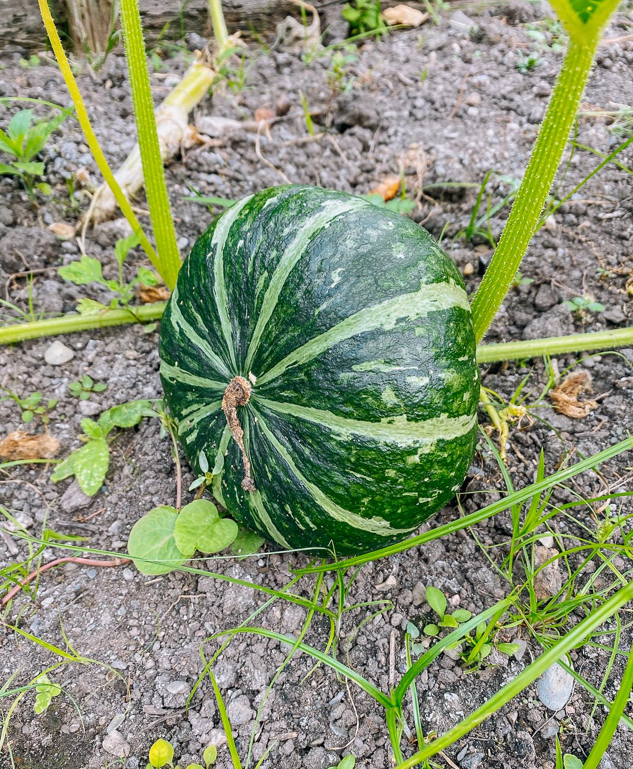 Kabocha_Squash