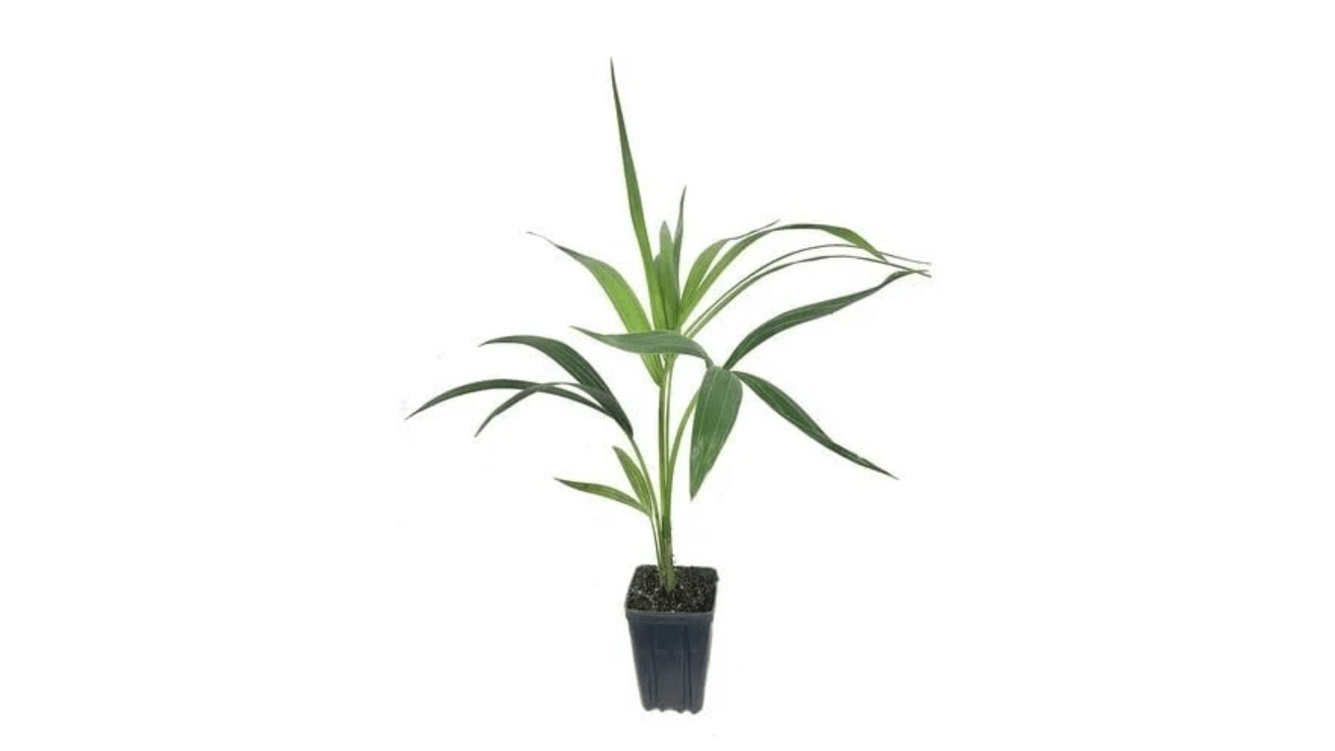 Kentia_Palm