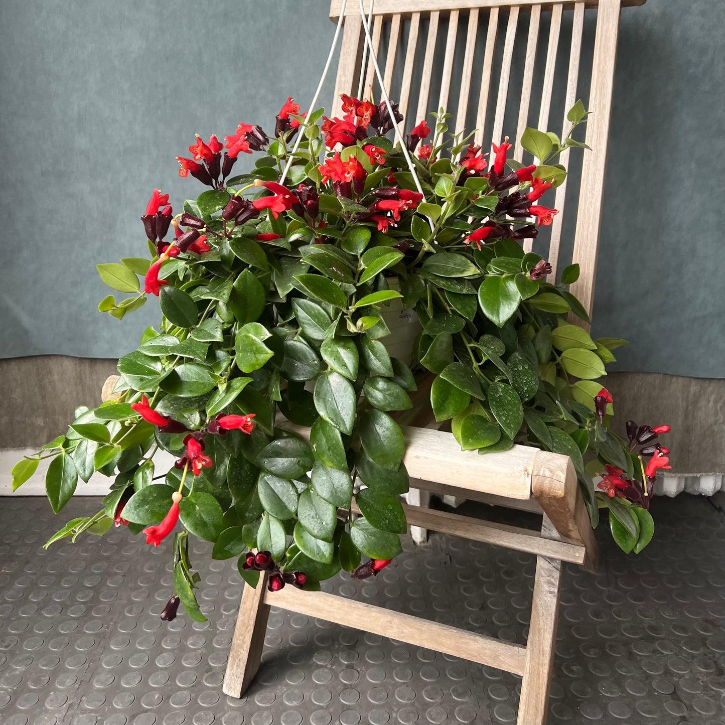 Lipstick_Plant_Aeschynanthus_radicans