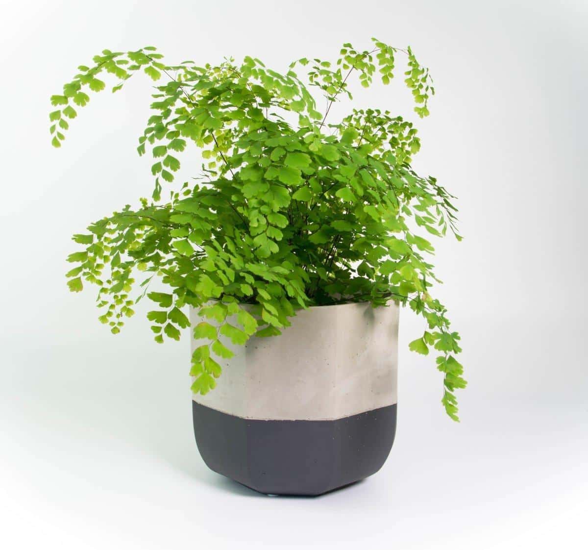 Maidenhair_Fern