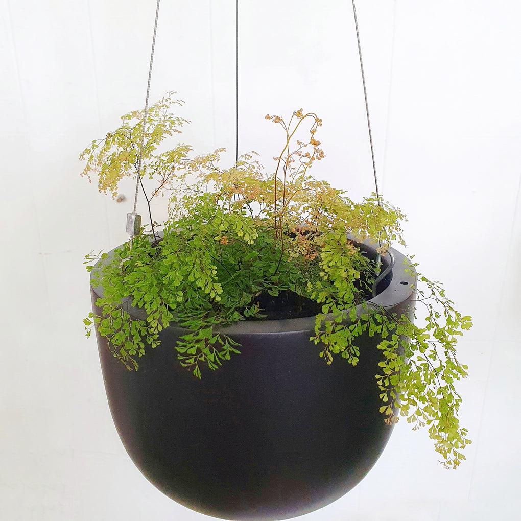 Maidenhair_Fern_Adiantum