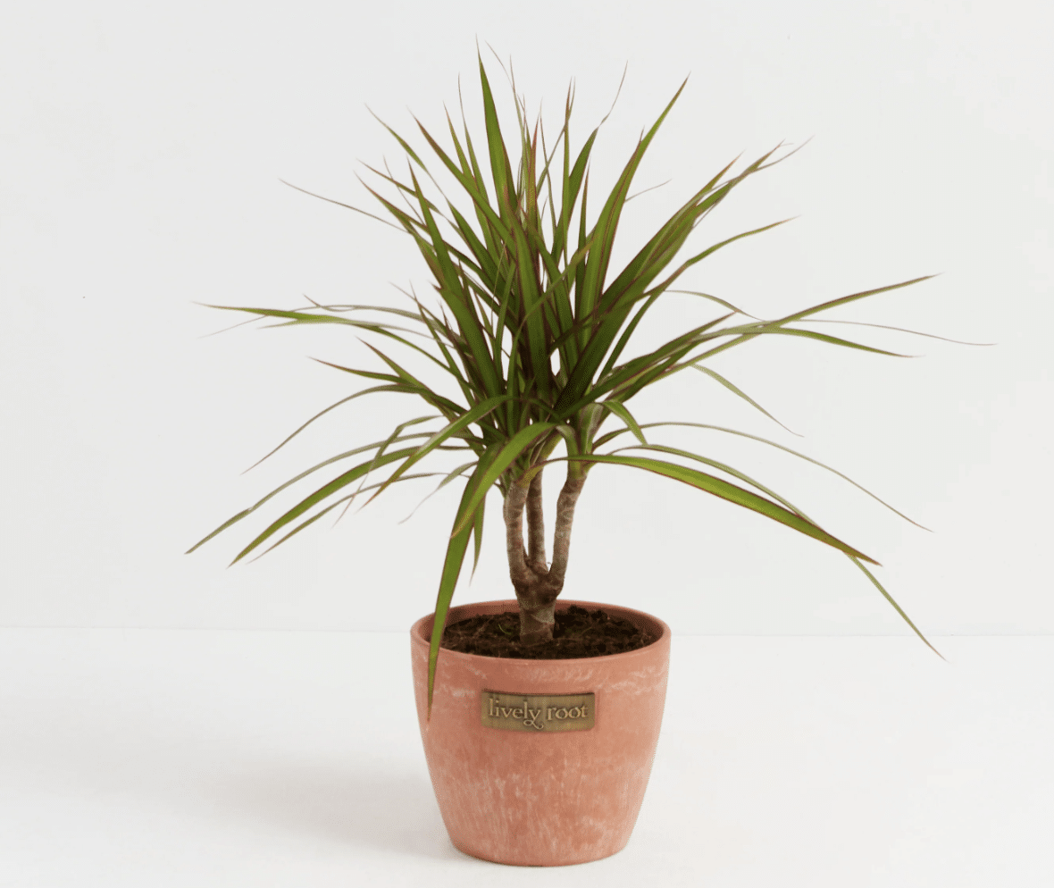 Marginata_Cane_Dragon_Tree