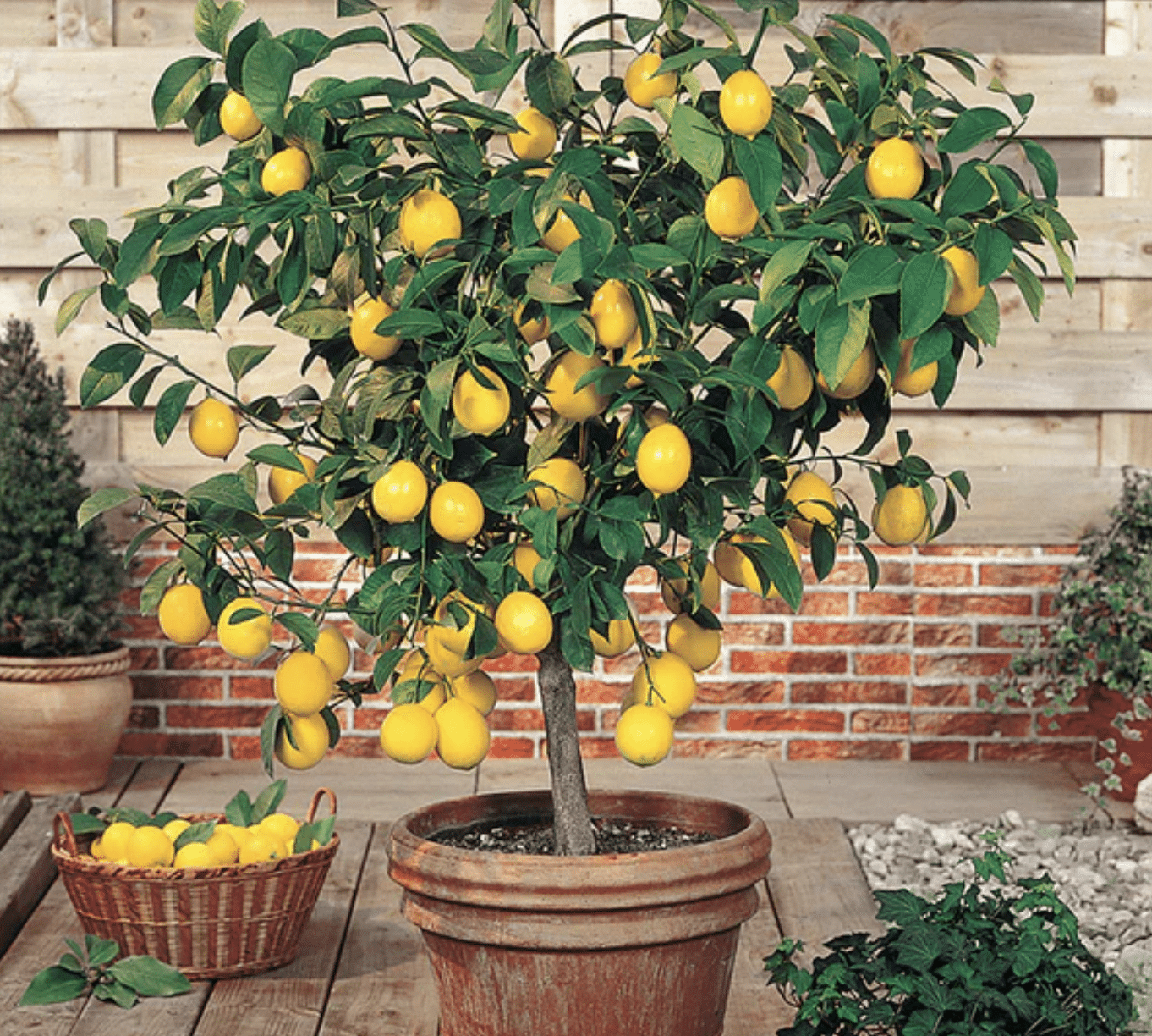 Meyer_Lemon_Tree