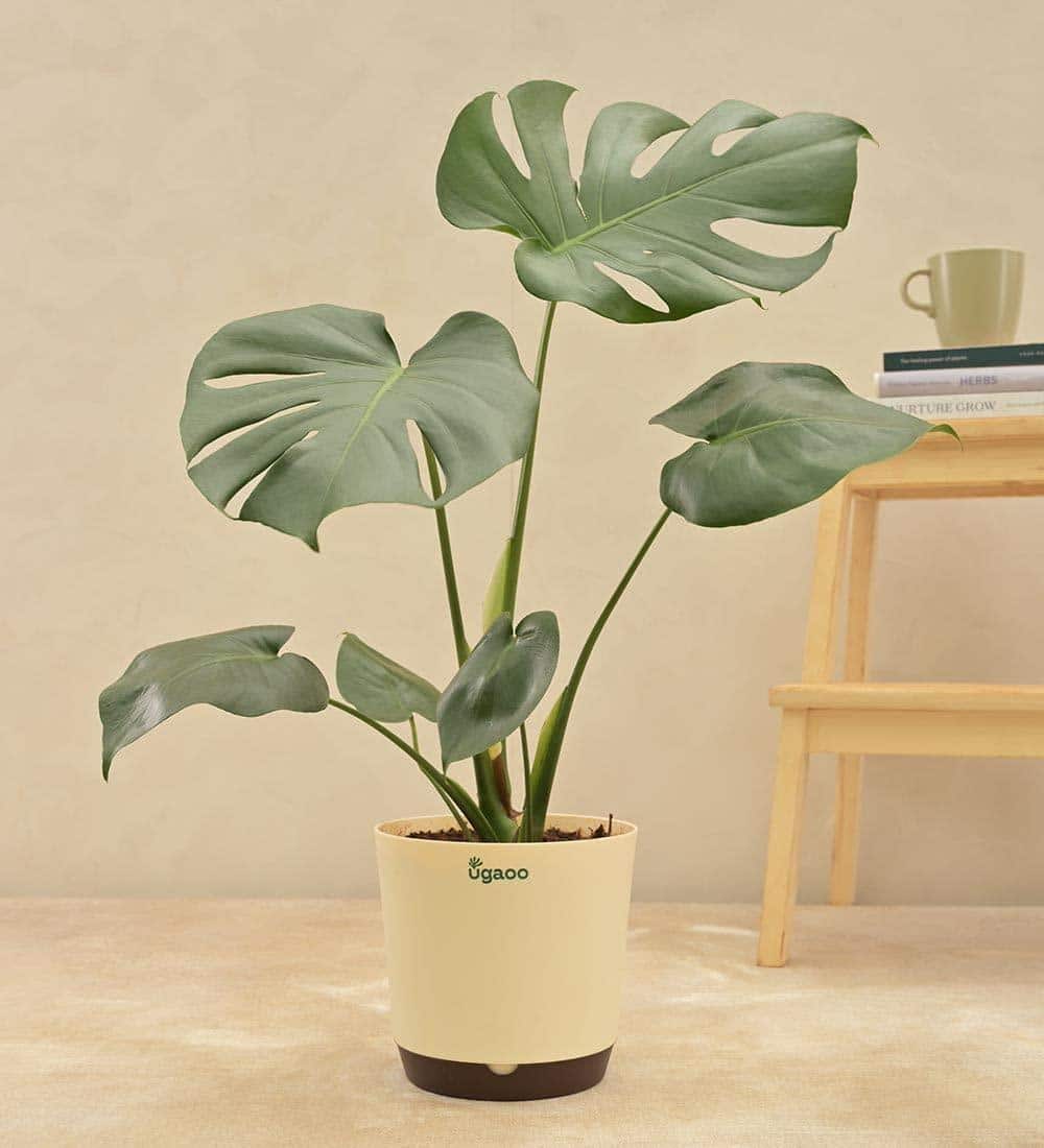 Monstera_Deliciosa