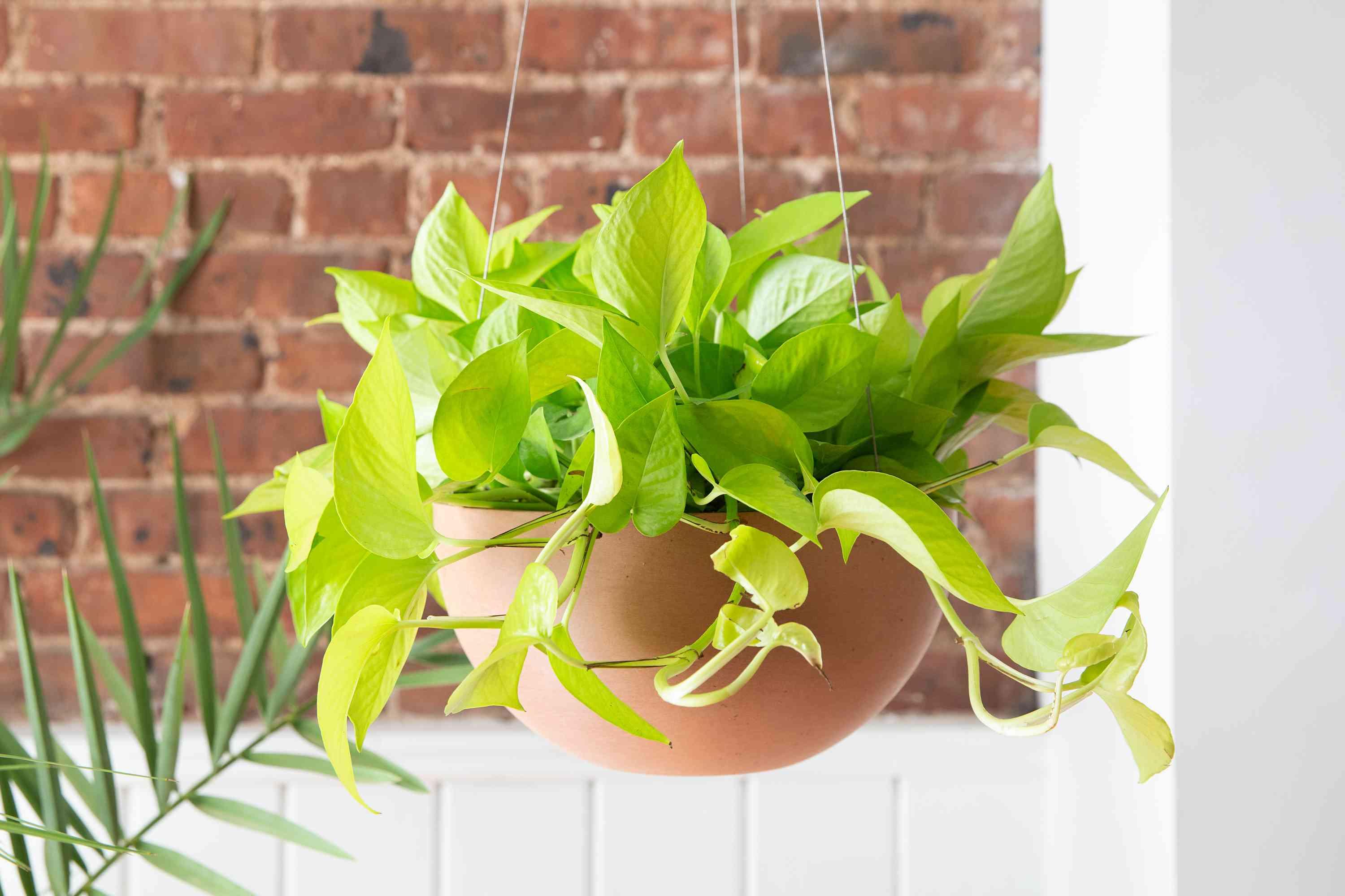 Neon_Pothos_Epipremnum_aureum_Neon