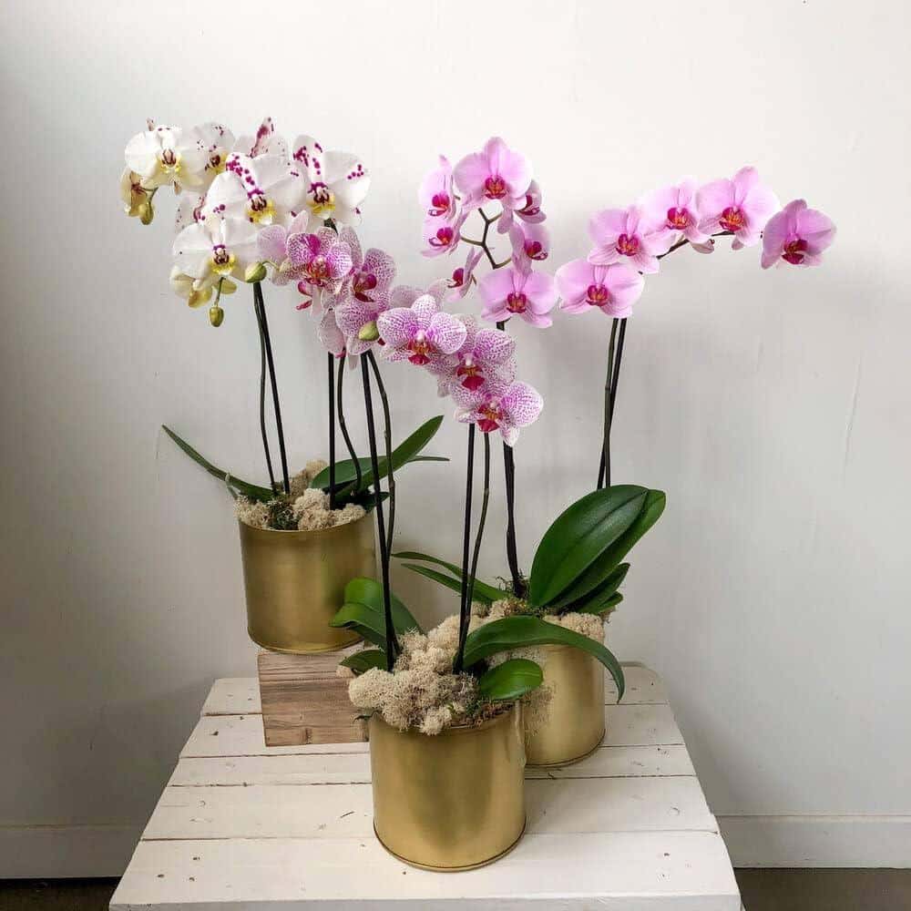 Orchids