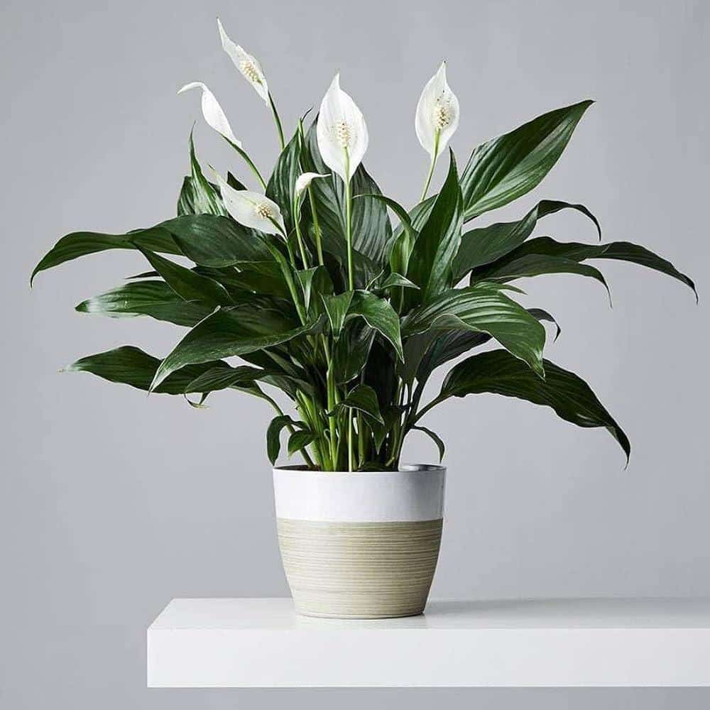 Peace_Lily