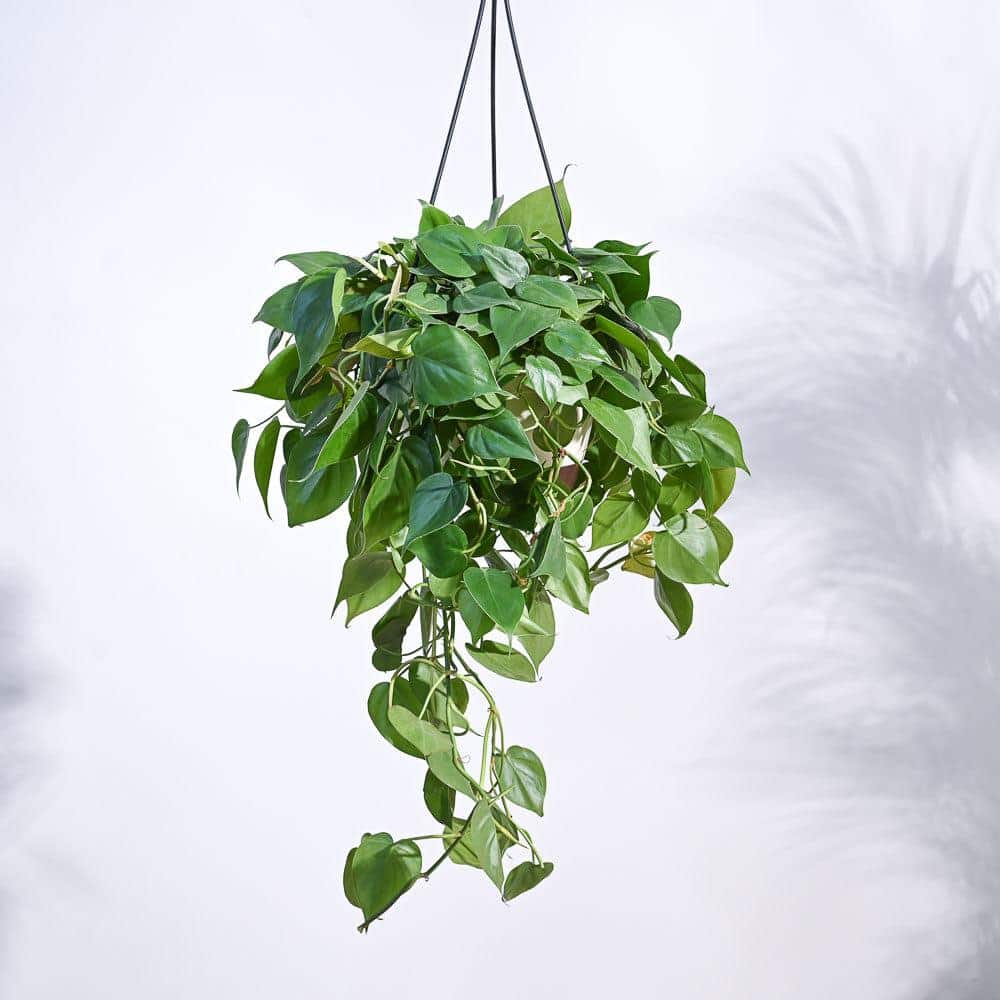 Philodendron