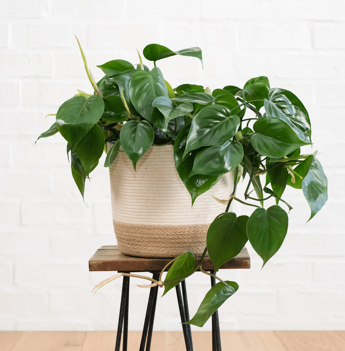 Philodendron