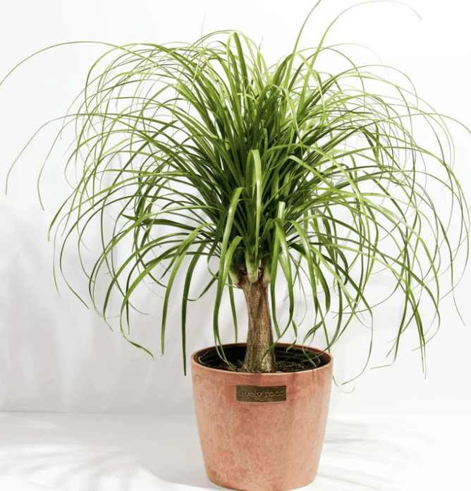 Ponytail_Palm_Tree