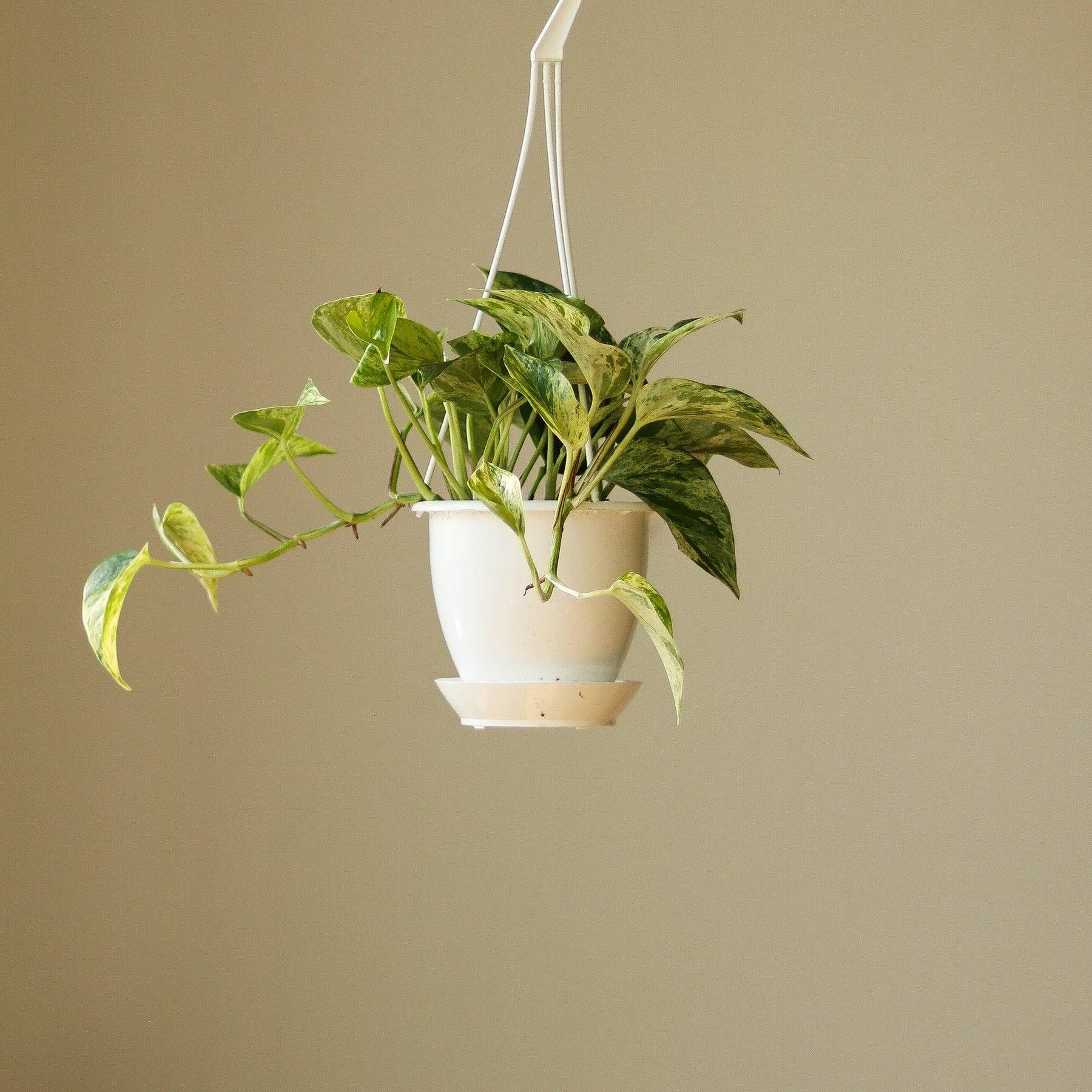 Pothos_Epipremnum_aureum