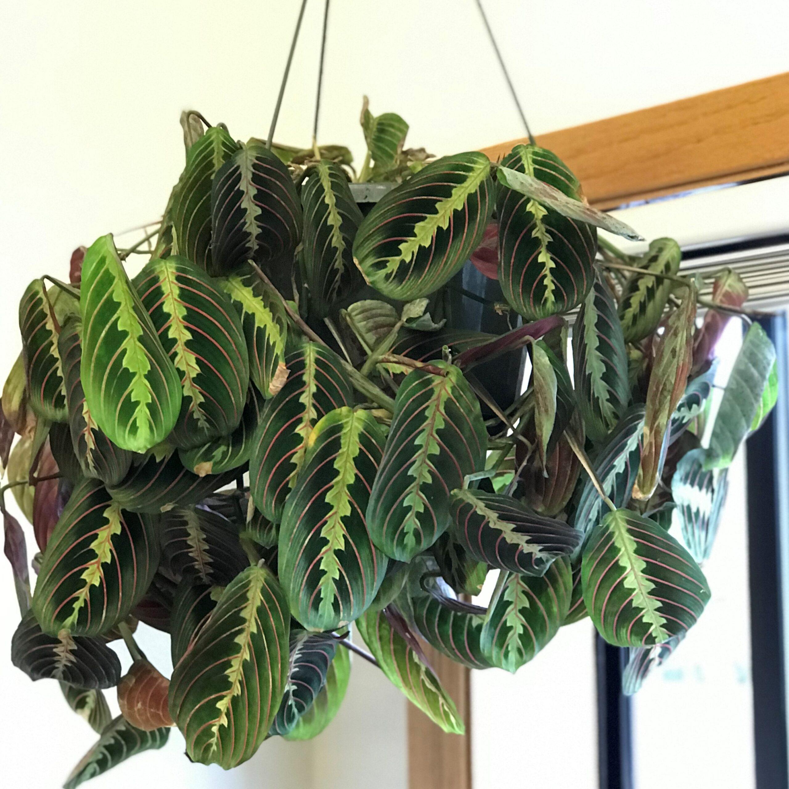 Prayer_Plant_Maranta_leuconeura