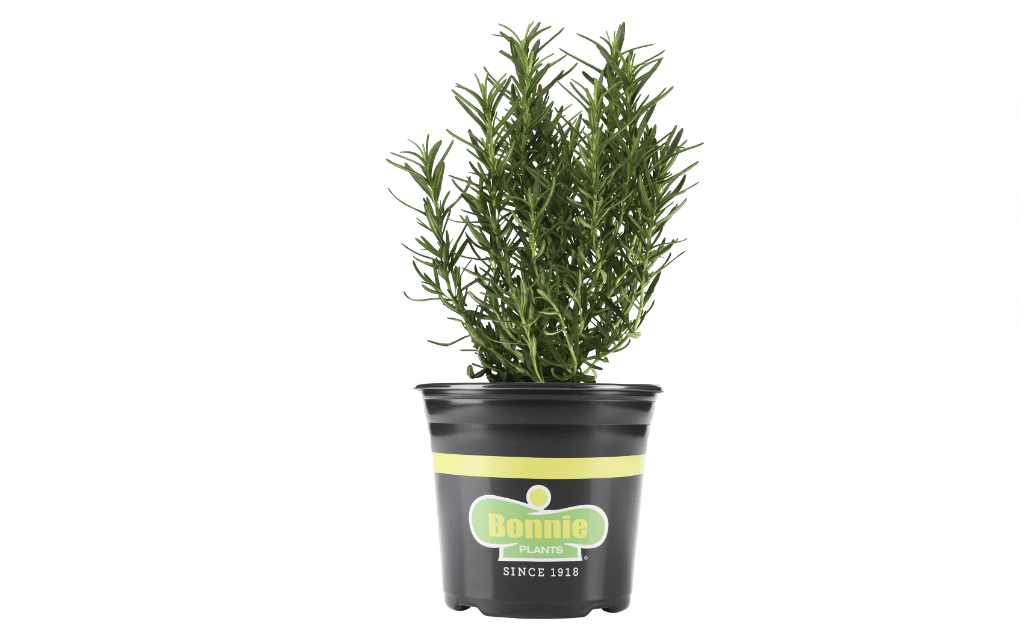 Rosemary