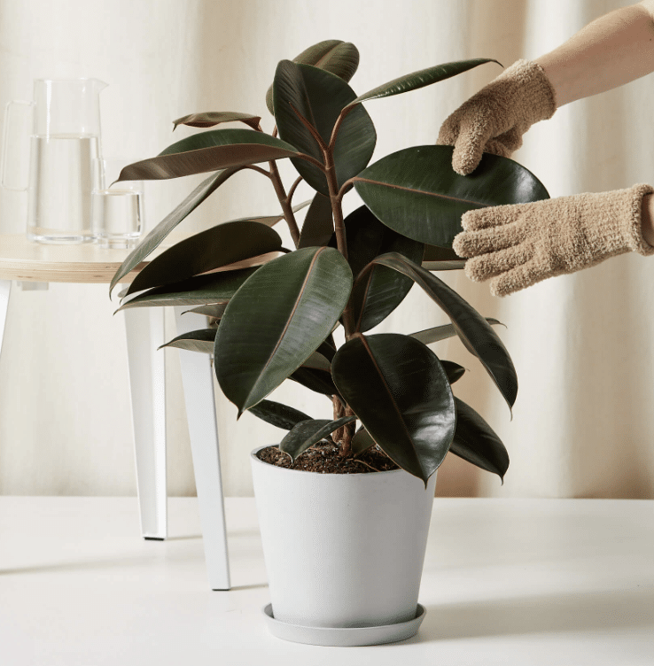 Rubber_Plant