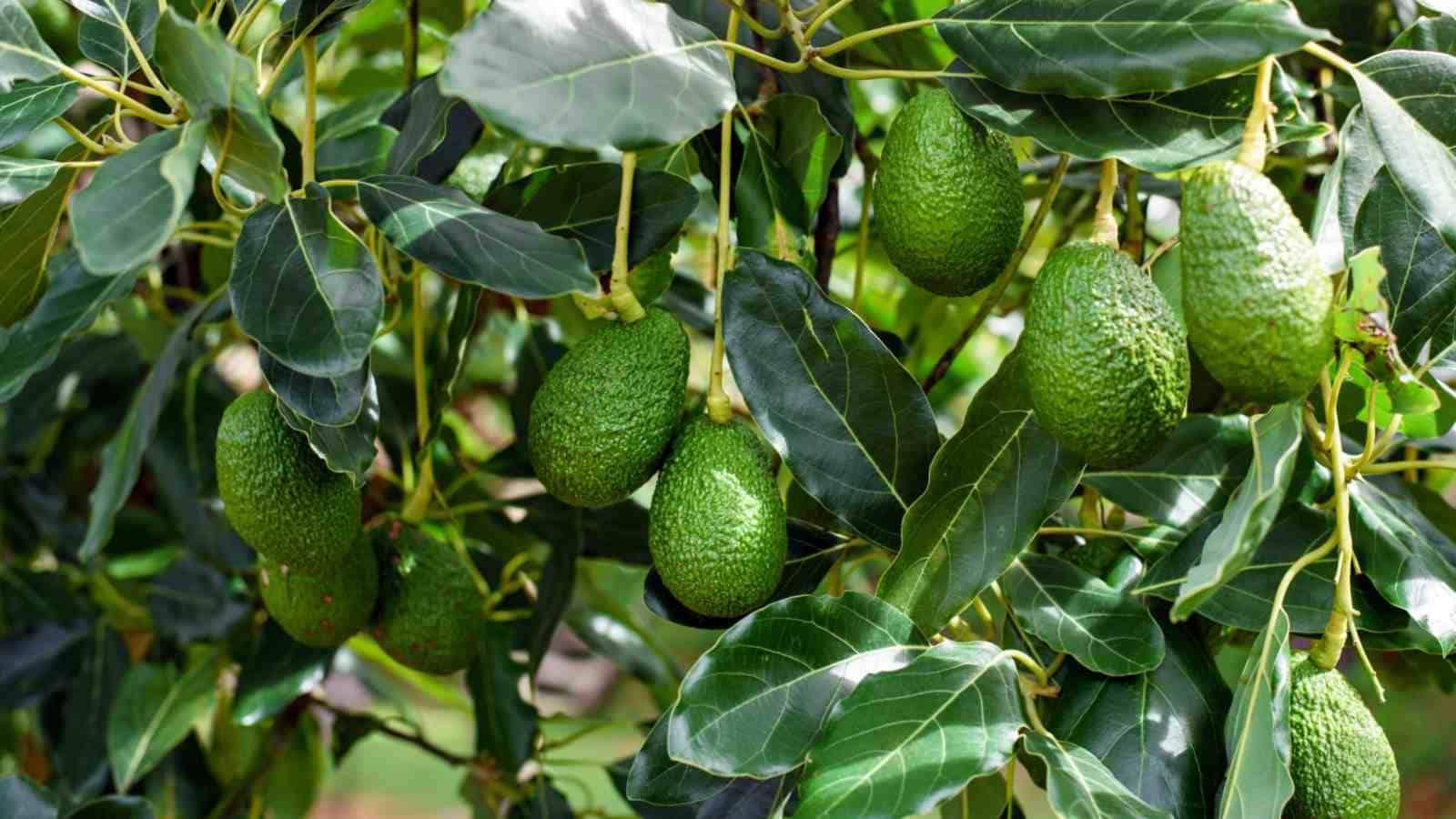 Significance_of_Avocado_Trees