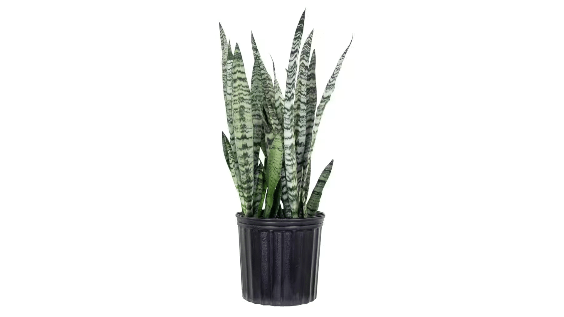 Snake_Plant