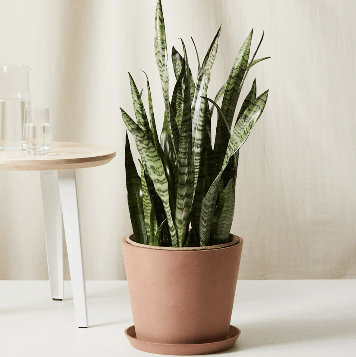 Snake_Plant_Dracaena_spp