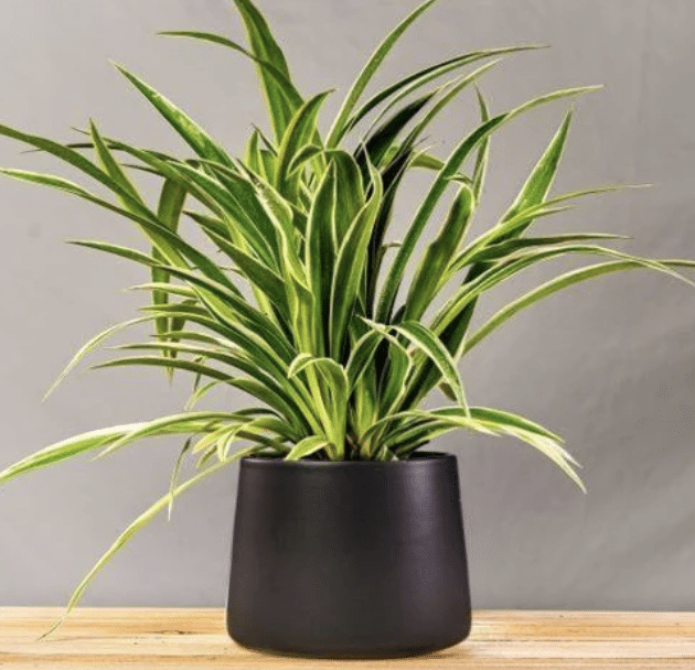 Spider_Plant