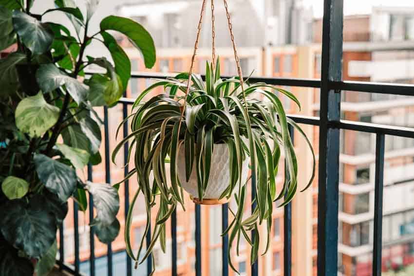 Spider_Plant_Chlorophytum_comosum